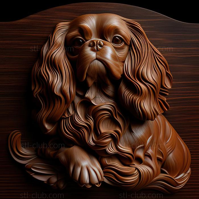 st Cavalier King Charles Spaniel dog